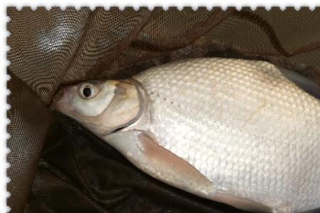 35度怎么钓鳊鱼