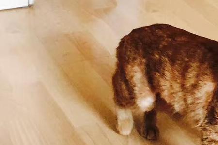 怎么挑选安静的橘猫
