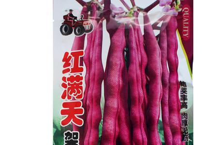 摘不败芸豆角种子是真的吗