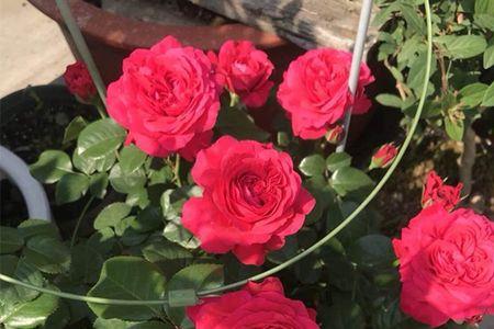 红色芬达月季优缺点