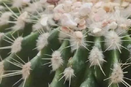 仙人掌的根要埋多深