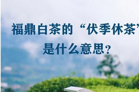 伏季什么意思