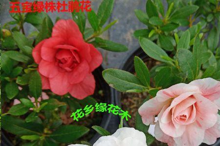 五宝绿珠为什么只开白花