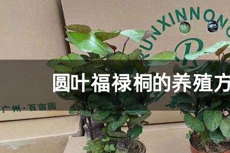福禄桐水浇多了怎么办