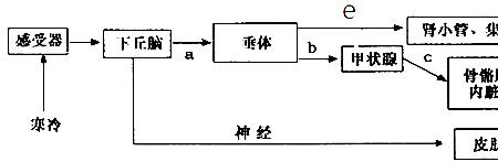 体温感觉中枢是是什么
