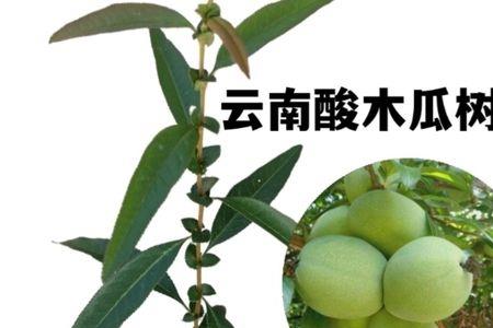 酸木瓜树什么树嫁接