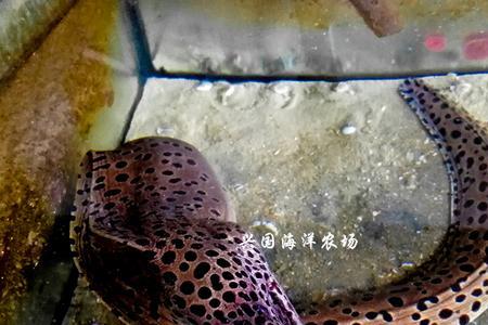 观赏海鳗鱼如何饲养