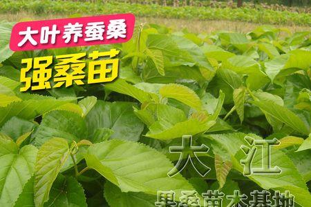 养蚕用什么桑树