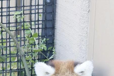 小熊猫能家养吗