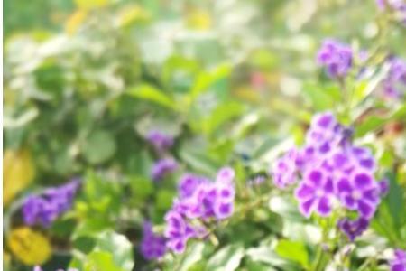 蕾丝金露花最大能长到多大