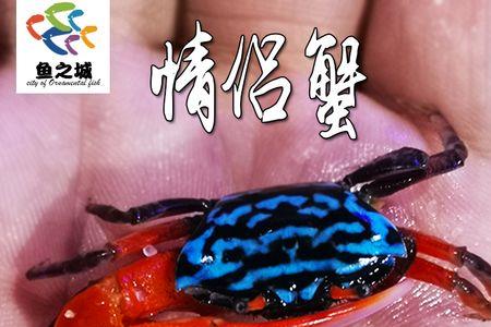 招潮蟹怎么饲养