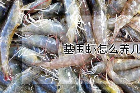 基围虾为什么留到容易死