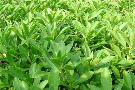 正宗救心菜腌制方法