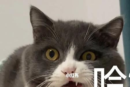 门后的猫表情什么意思