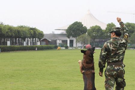 用什么方法能对付警犬