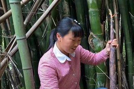 竹笋能长多高