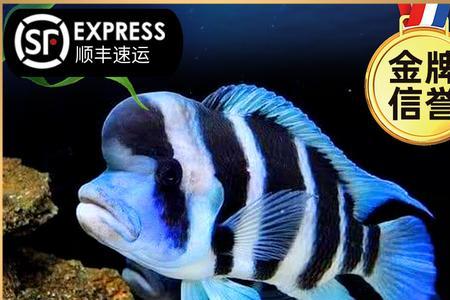 伊巴卡热带鱼是萨伊吗
