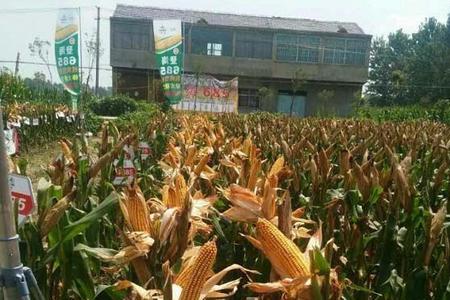 登海良玉怎么样