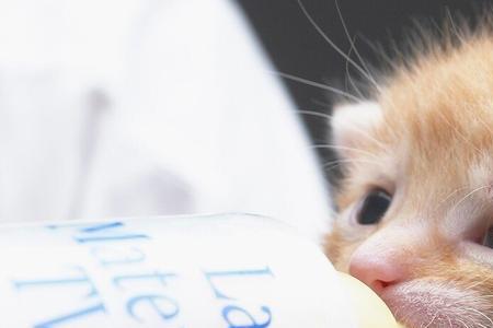 小猫喝母奶到多大不用管