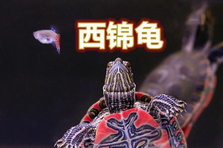 东锦西锦冬天不加温行吗
