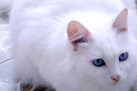狮子猫掉毛严重吗