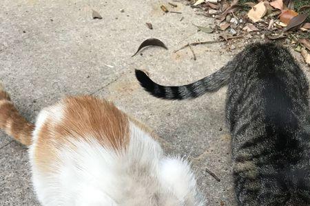 怎么判断是流浪猫还是别人养的