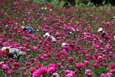 牡丹芍药栽门口东面还是西面好