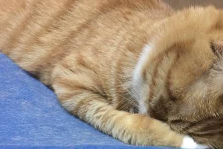 小猫快死是不是要放它走