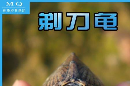 剃刀多大可以深水养
