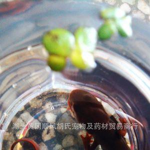 蝾螈离开水可以活多久