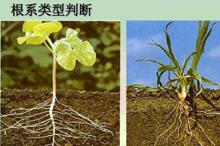 油菜的根是直根还是须根