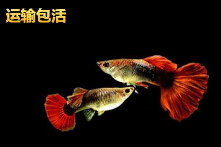 十条热带鱼寓意