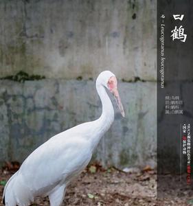 丹顶鹤戴脚环是什么意思