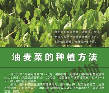油麦菜伏天种植技术