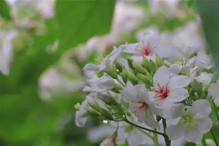 桐油花和油桐花的区别