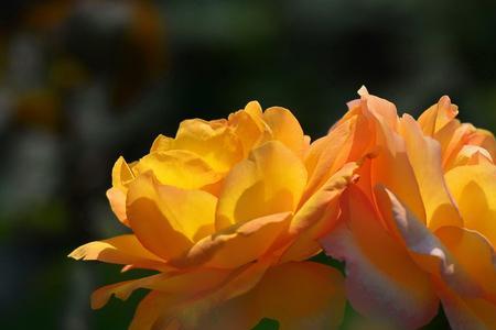 并蒂花开连理枝诗句