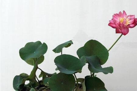7月份缸种荷花多久能开花