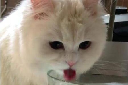 冬天猫咪爱喝水正常吗