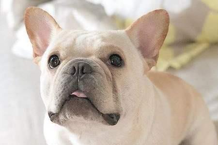 法斗犬什么颜色最正宗