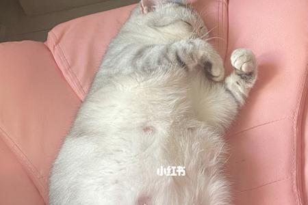 猫咪怀孕在别人家里怎么办