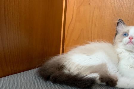 布偶猫没有面具是串串吗