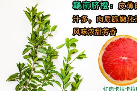 果冻橙女嫁接时间