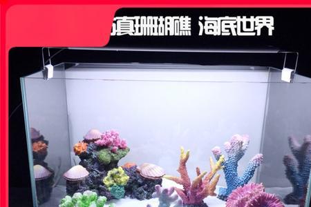 鱼缸珊瑚骨放在第几格