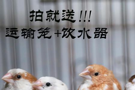 姐妹鸟繁殖方法