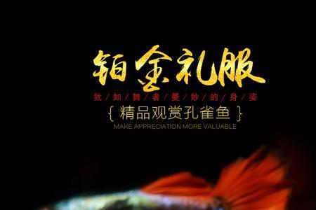 大帆胡子和孔雀鱼可以混养吗