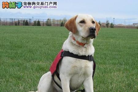 拉布拉多狗嘴长好还是嘴短好