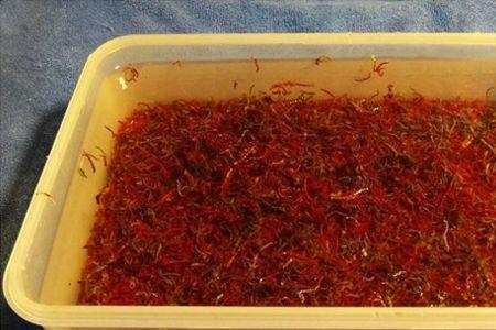 冬季红虫在水里能活一夜吗