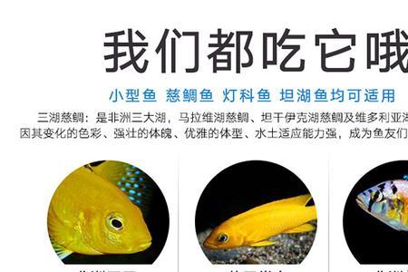 三湖龙王鲷如何改口换食