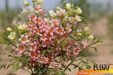 文冠花树苗什么季节种植