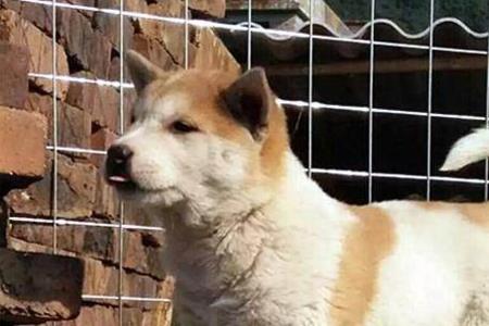 买土狗幼犬多大的好